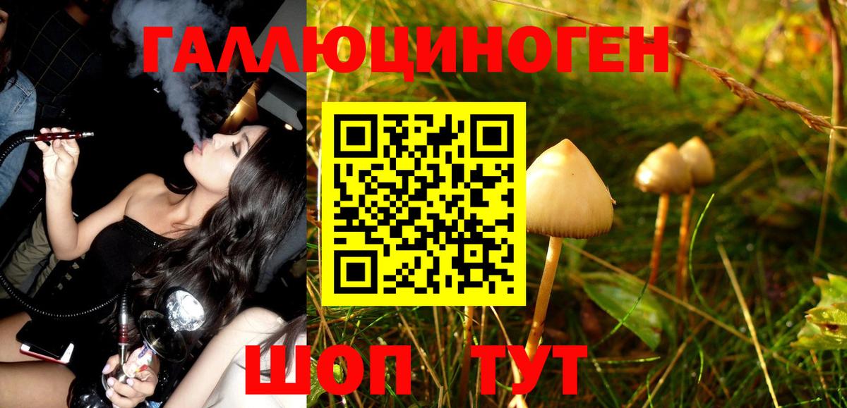 Галлюциногенные грибы Psilocybe Шебекино